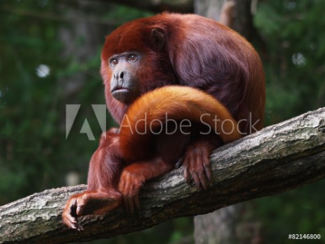 Image de Red howler monkey